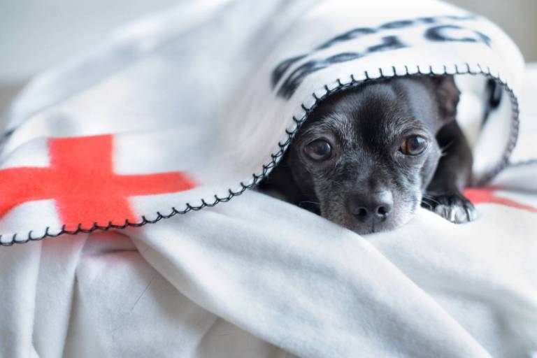 Pet First Aid News American Red Cross